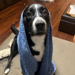 Meet your Posher, Lillie